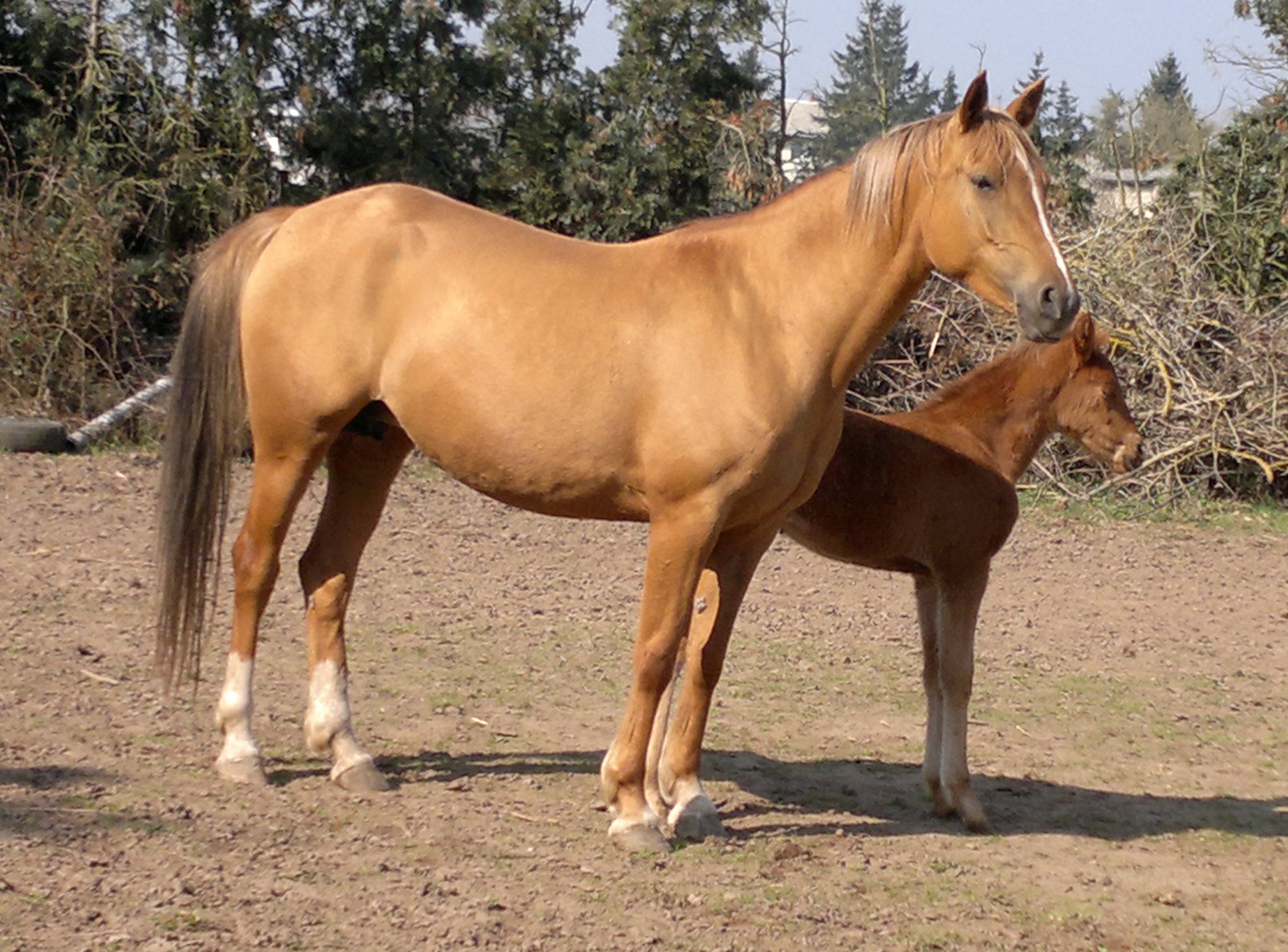 Армянская порода лошадей